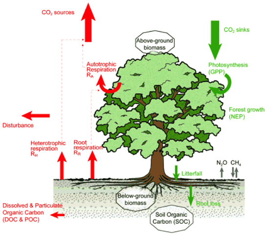 Munching bugs thwart eager trees, reducing the carbon sink