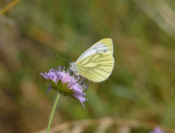 Green Veined White Abingdon