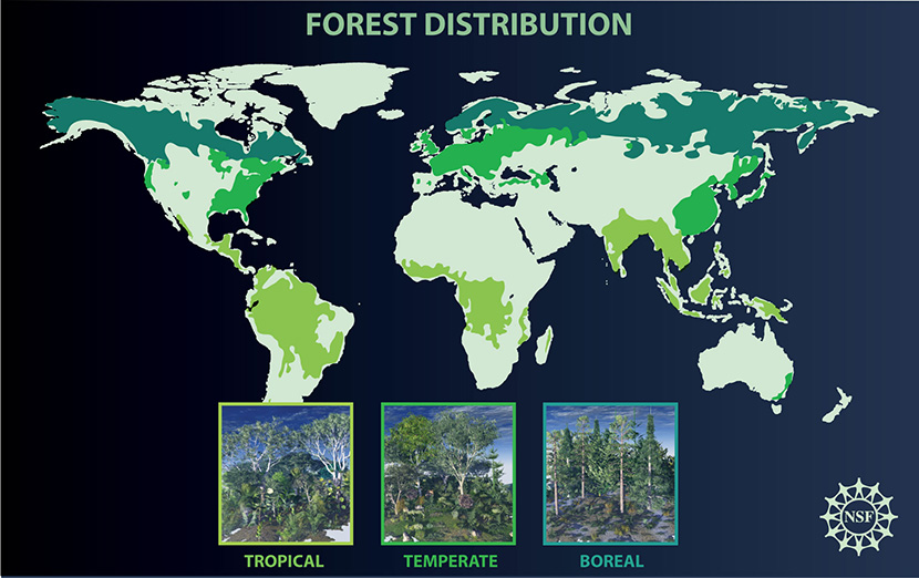 Forest Distribution 