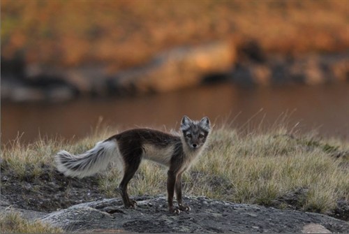 Arctic Fox 2