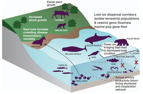 Arctic Diagram