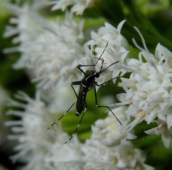 Asian Tiger Mosquito