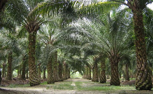 800px -Oilpalm _malaysia