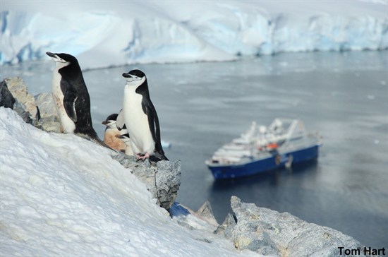 Clucas Et Al ., Penguins On Cliff