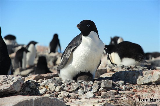 Clucas Et Al . Adelie Chick