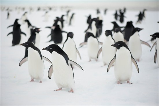 Adelie Penguins