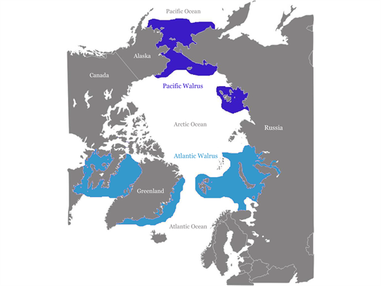 World _walrus _distribution