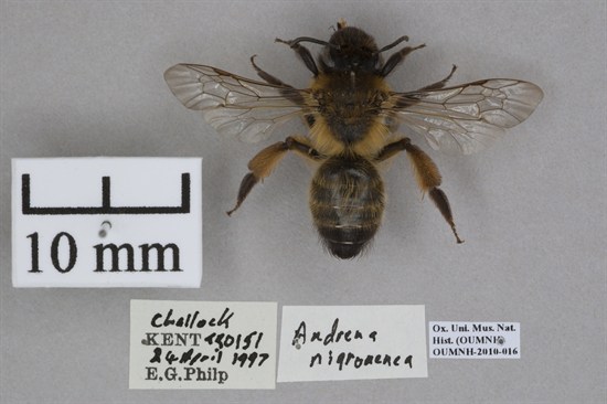 Female Bee - Credit Oxford University Museum Of Natural History