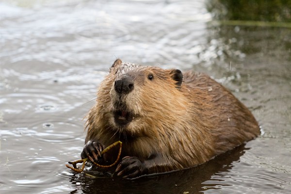 Beaver in water