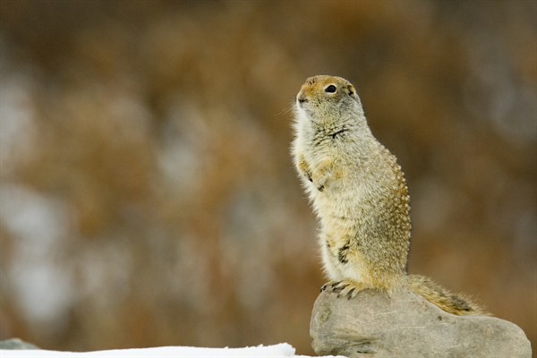 Arctic ground squirrel