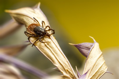 A blacklegged tick