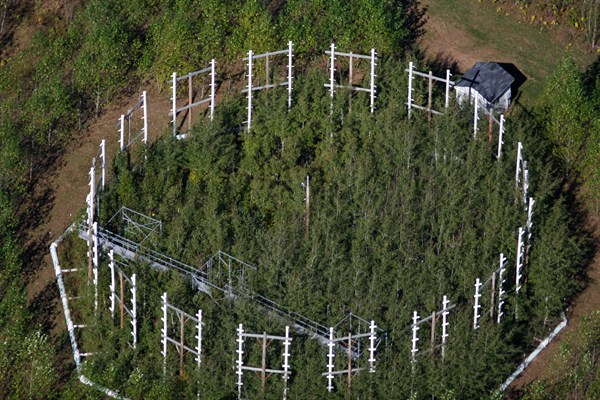 Leaf-eating insects may limit how much carbon forests absorb, study ...