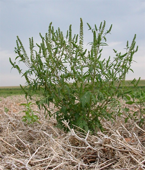 Common ragweed plants at the flowering stage