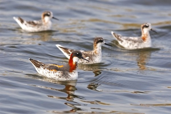 Red Necked Phalarope