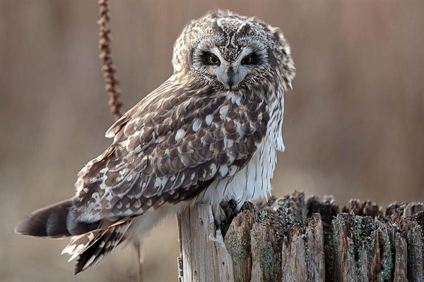 Short Eared Owl