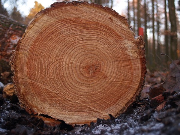 Tree rings