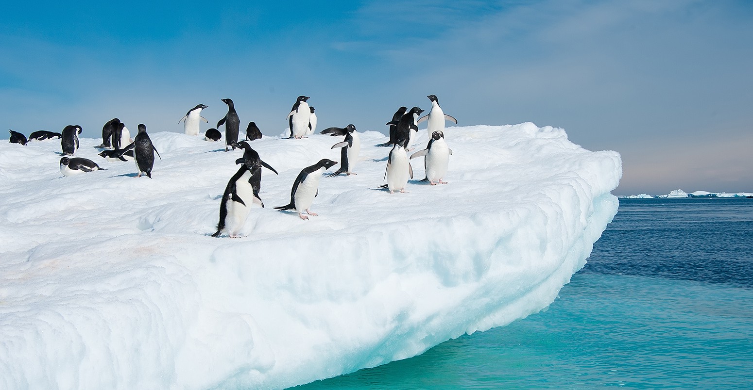 Adelie penguins in Antarctica.