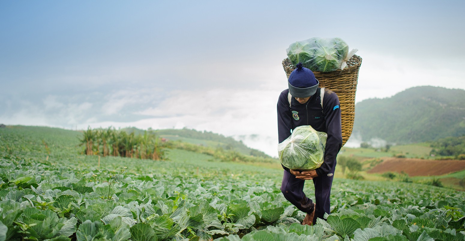 Farmer in a cabbage field.