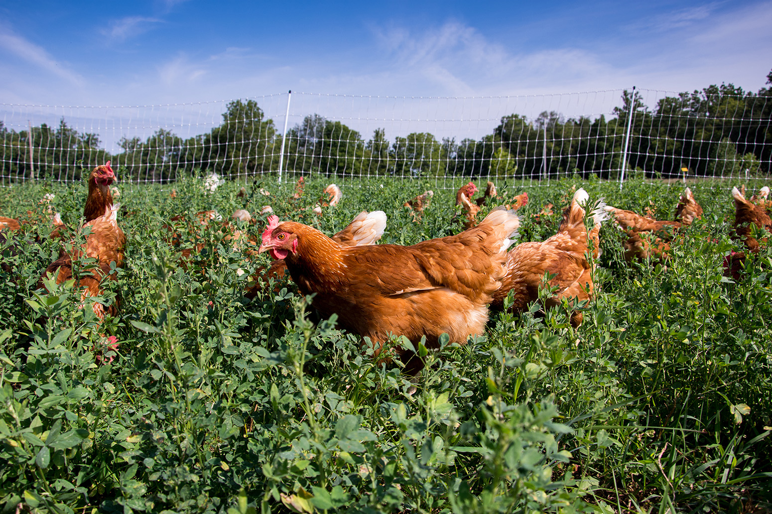 Chickens feeding in a field of alfalfa on a farm in Illinois Carbon Brief