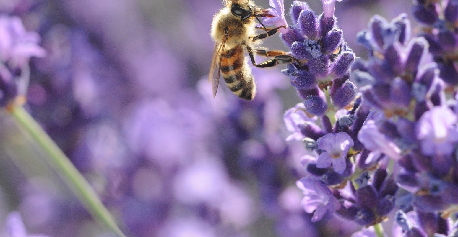 Bee searching for nectar