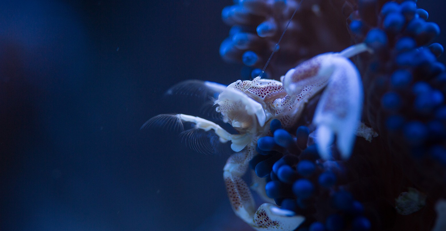 Porcelain anemone crab