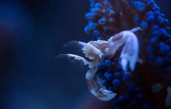 Porcelain anemone crab