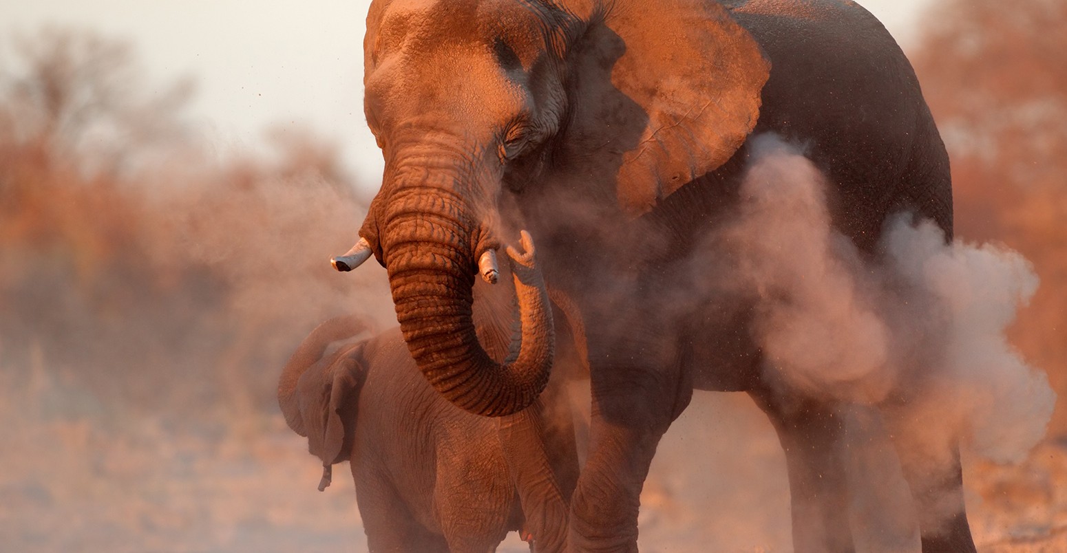 Large African elephant (Loxodonta africana) covered in dust, Etosha National Park, Namibia