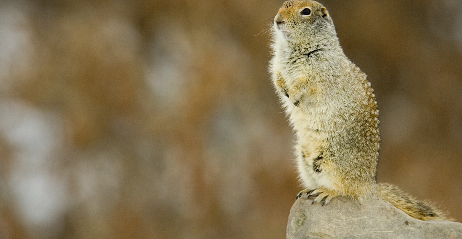Arctic ground squirrel on a rock.