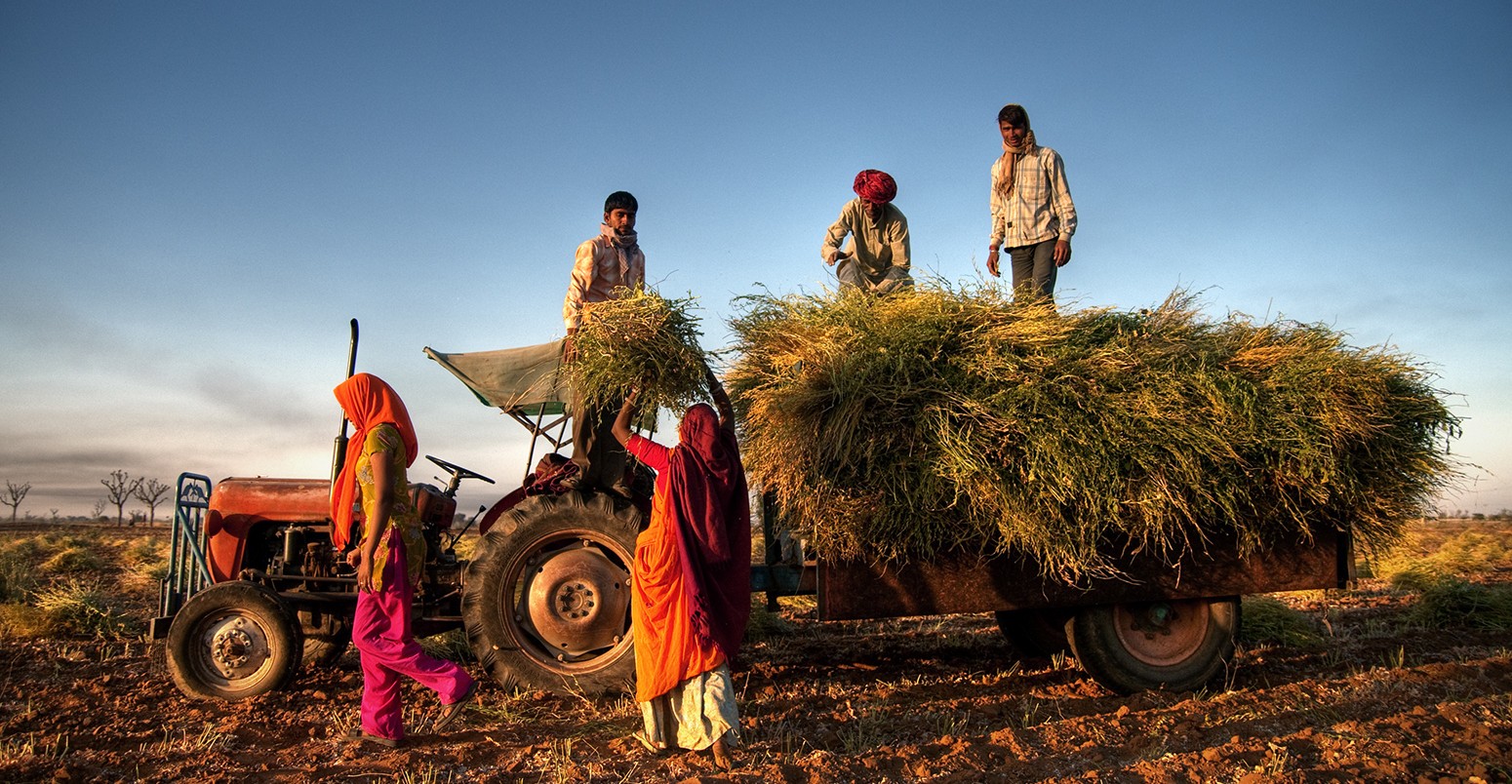 Family harvesting crops in a field, near Jaipur, India.