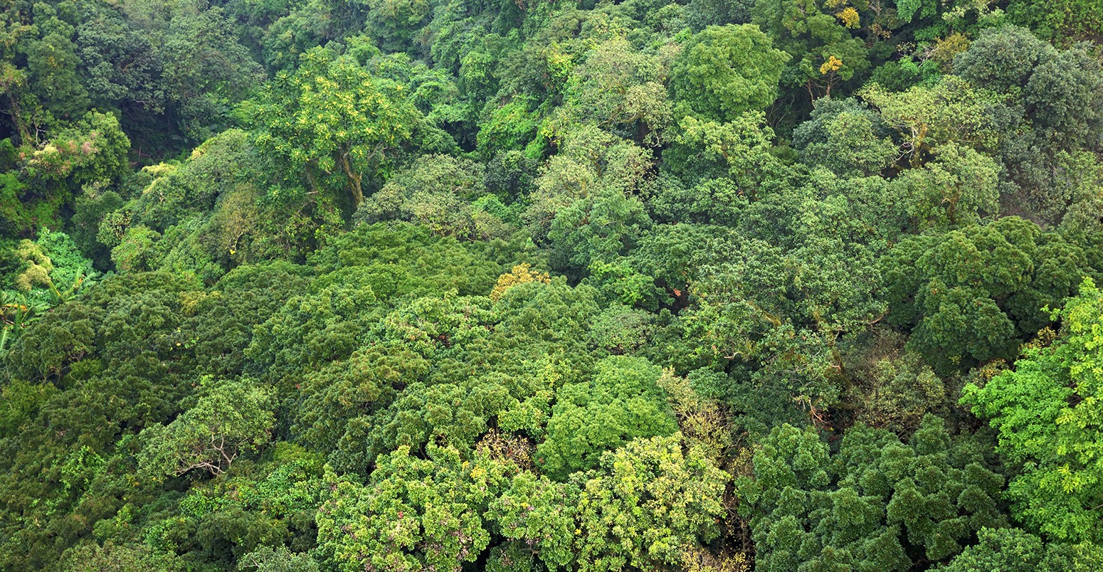 Aerial view of rainforest canopy in Guatemala, Central America