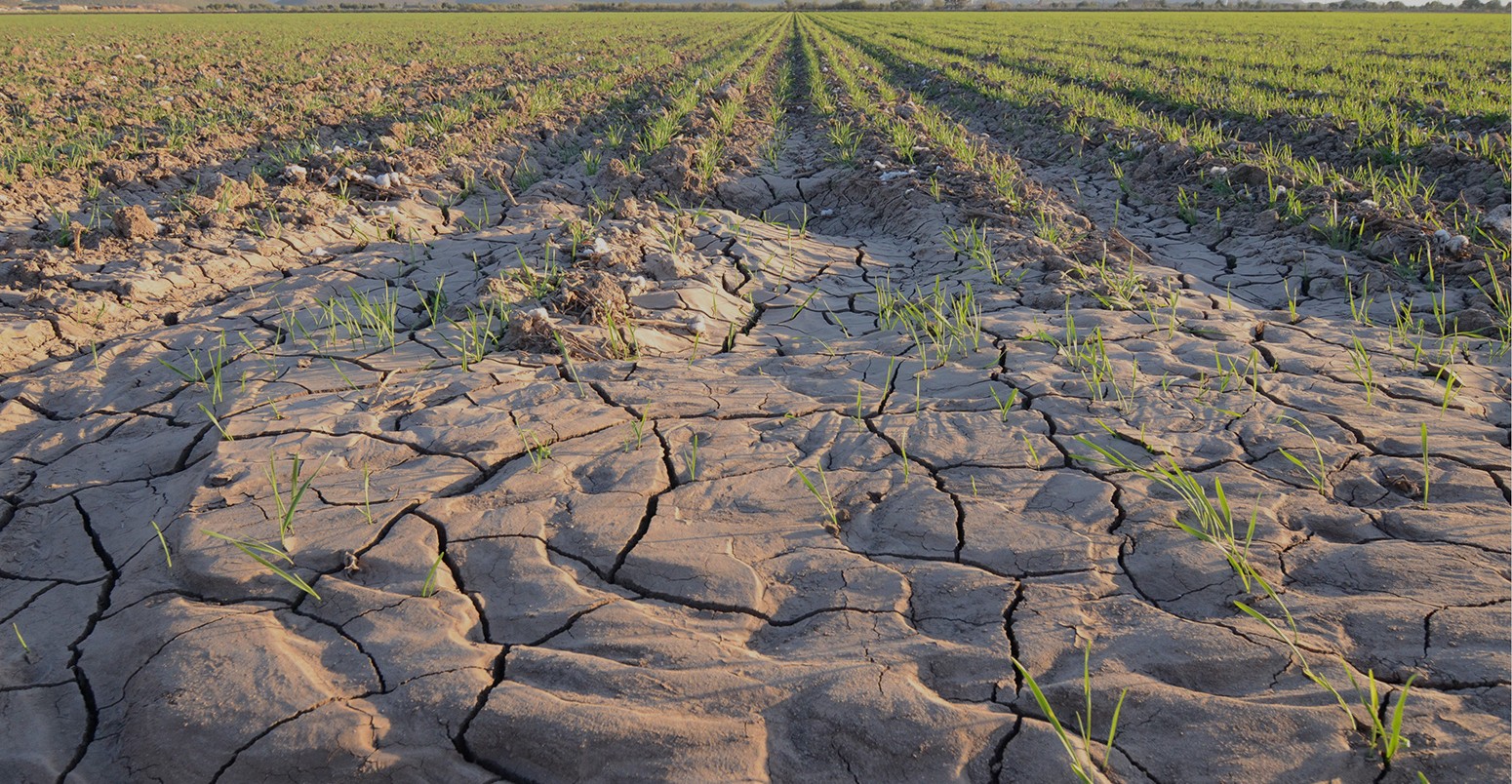 Drought parched cotton field, USA