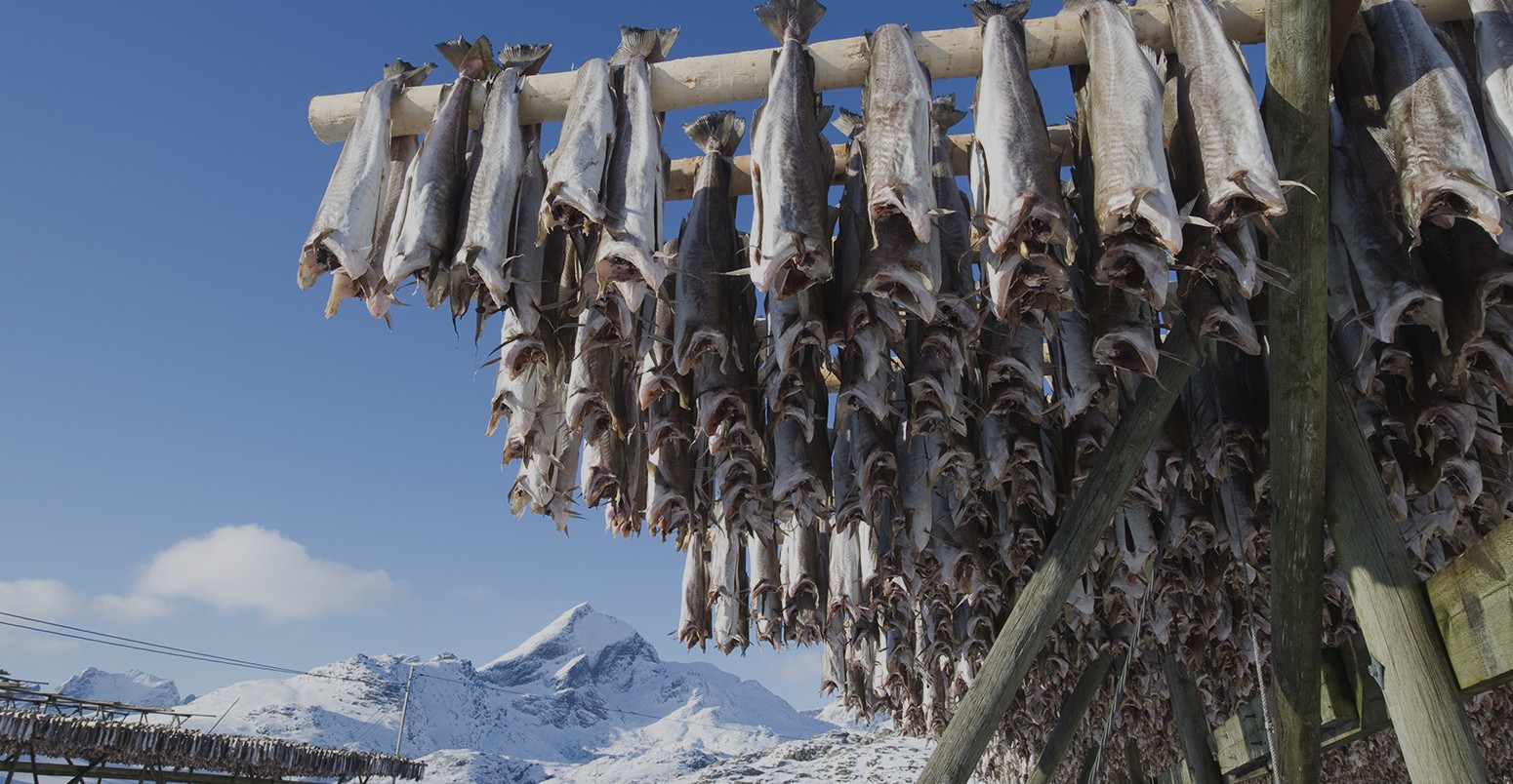 Fish hang on drying rack in Norwegian fishery