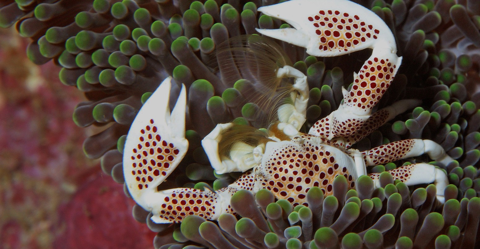 Porcelain crab living on a sea anemone.