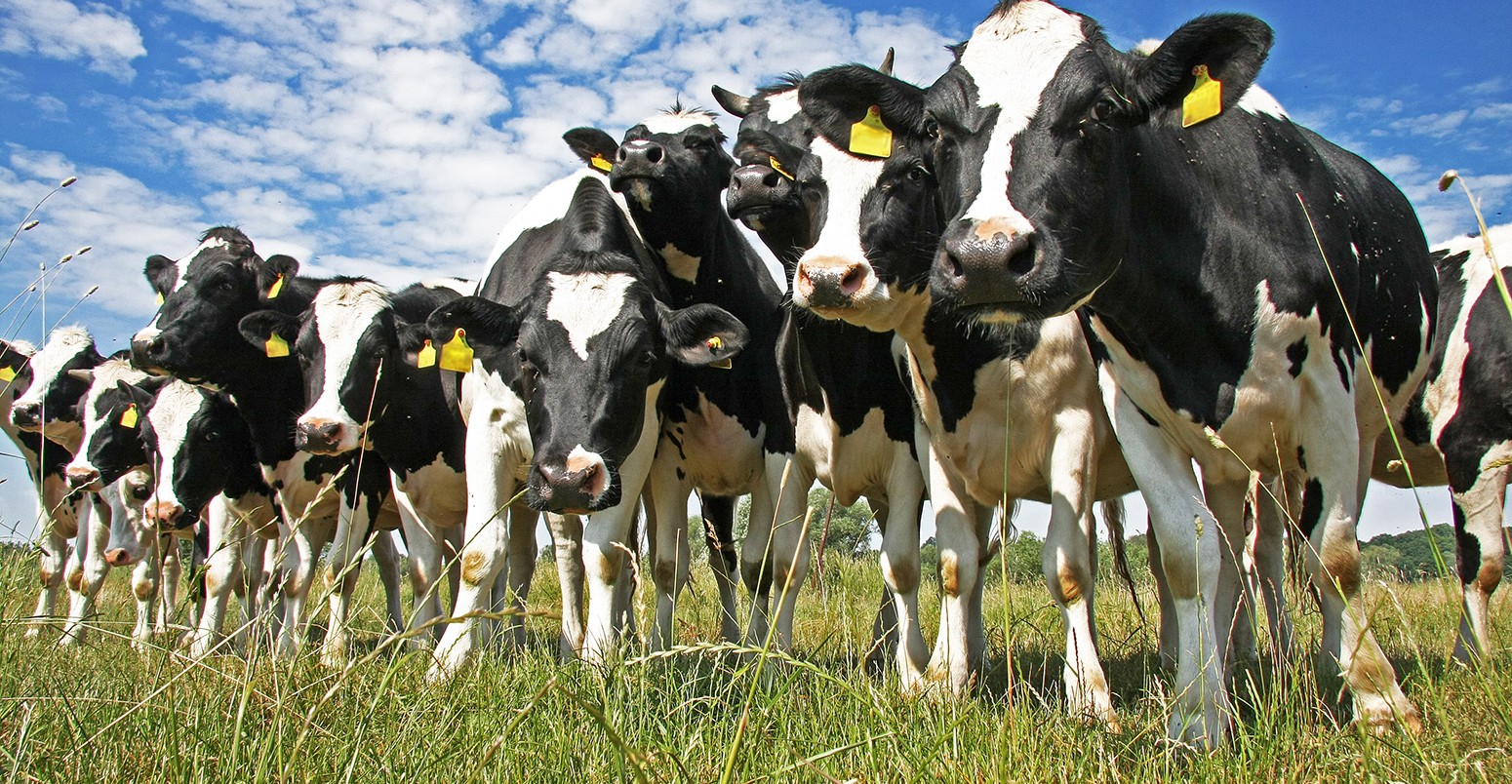 Cows on farmland