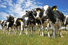 Cows on farmland