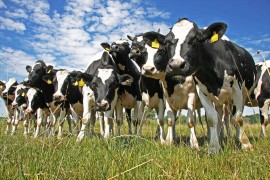 Cows on farmland