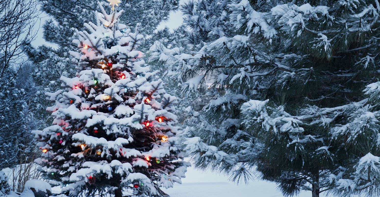 Snow covered Christmas tree with coloured lights in a snowy forest