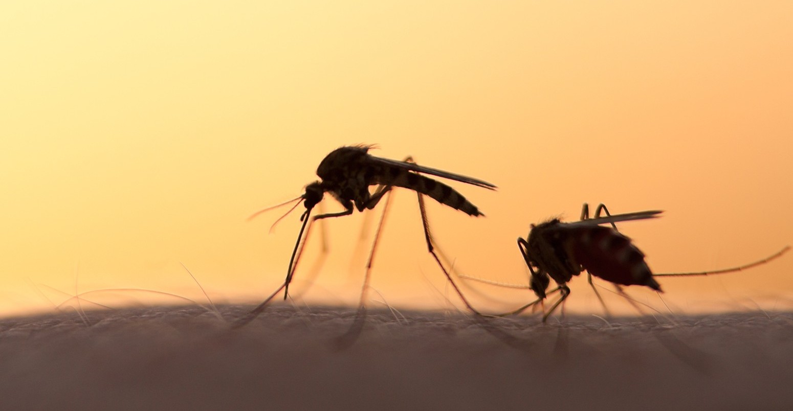 Mosquitos on human skin at sunset.