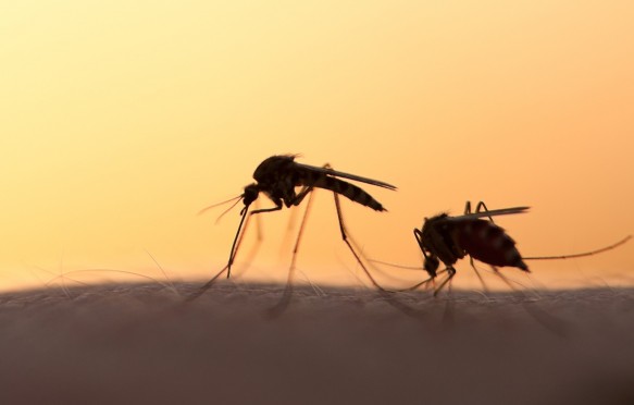 Mosquitos on human skin at sunset.