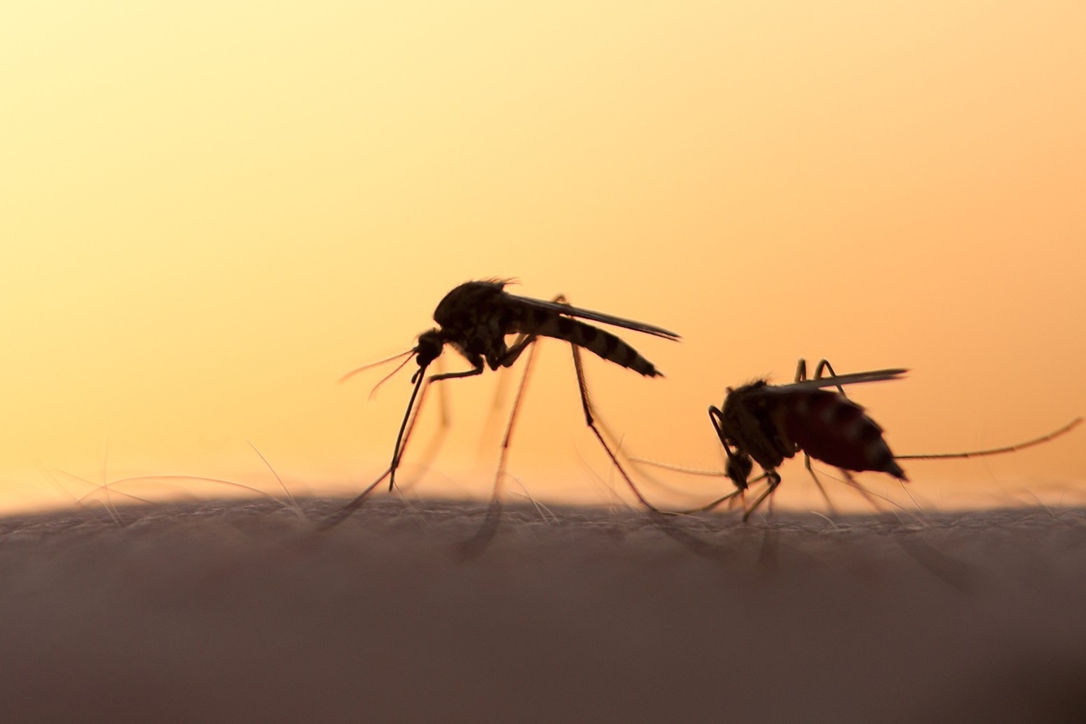 Scientists: Climate change is attracting more disease-carrying insects ...