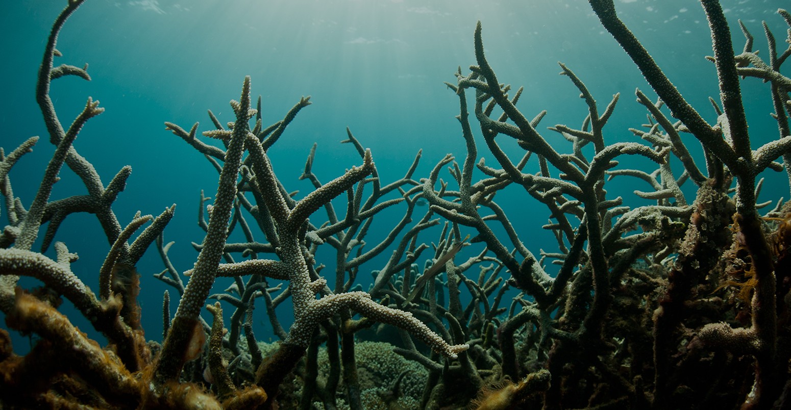 A field of staghorn corals provides a thicket of branches for small reef fishes to hide in.