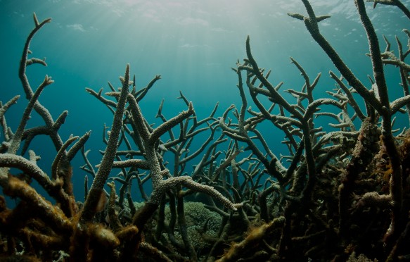 A field of staghorn corals provides a thicket of branches for small reef fishes to hide in.