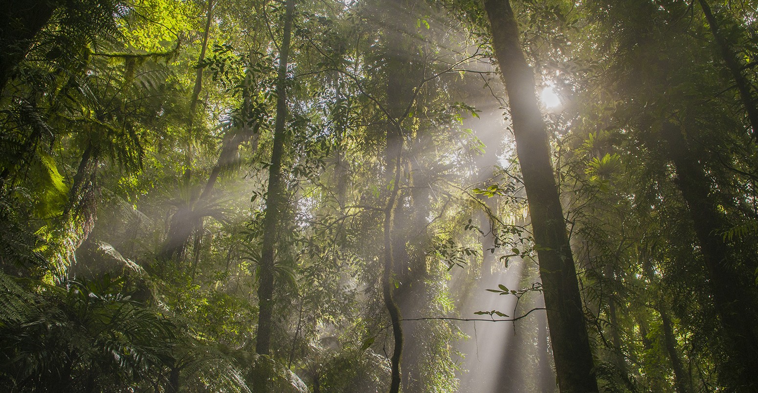 Temperate rain forest, Dorrigo National Park, New South Wales, Australia