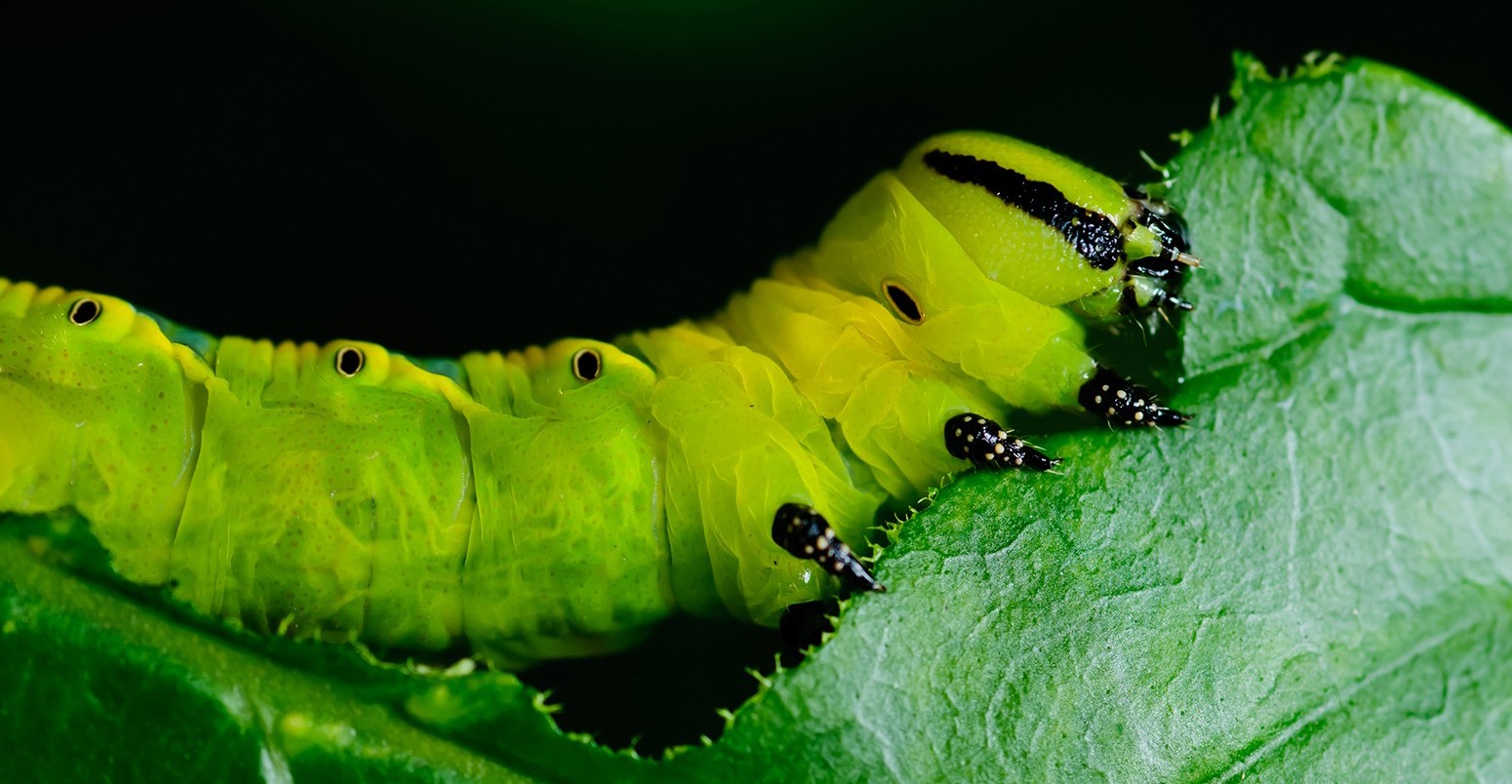 Caterpillar eating a leaf