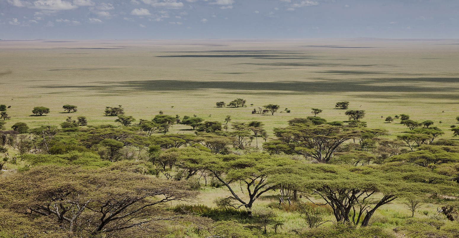 The plains of the Serengeti, Tanzania, Africa