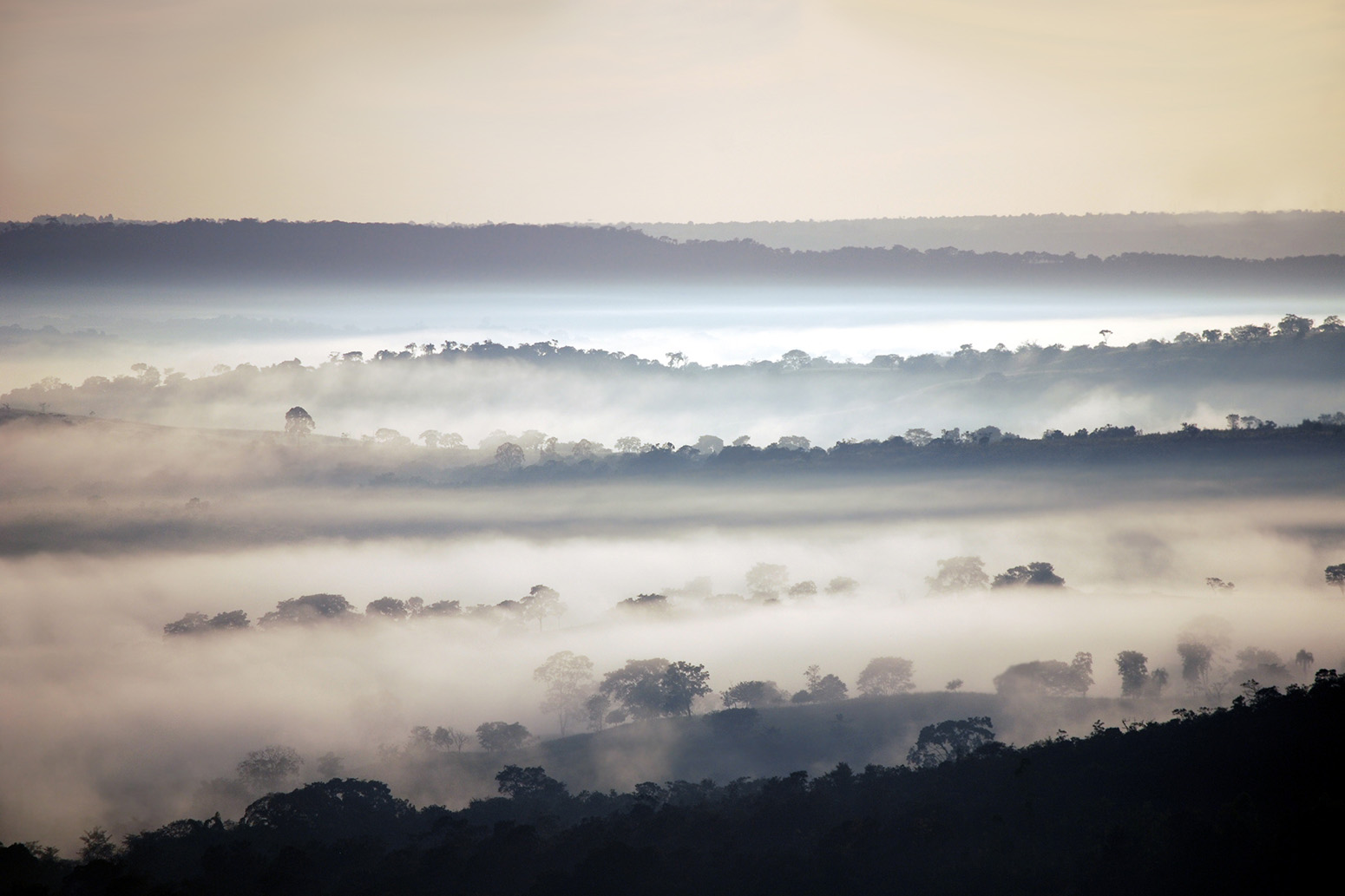 Amazon rainforest is taking up a third less carbon than a decade ago - Carbon Brief