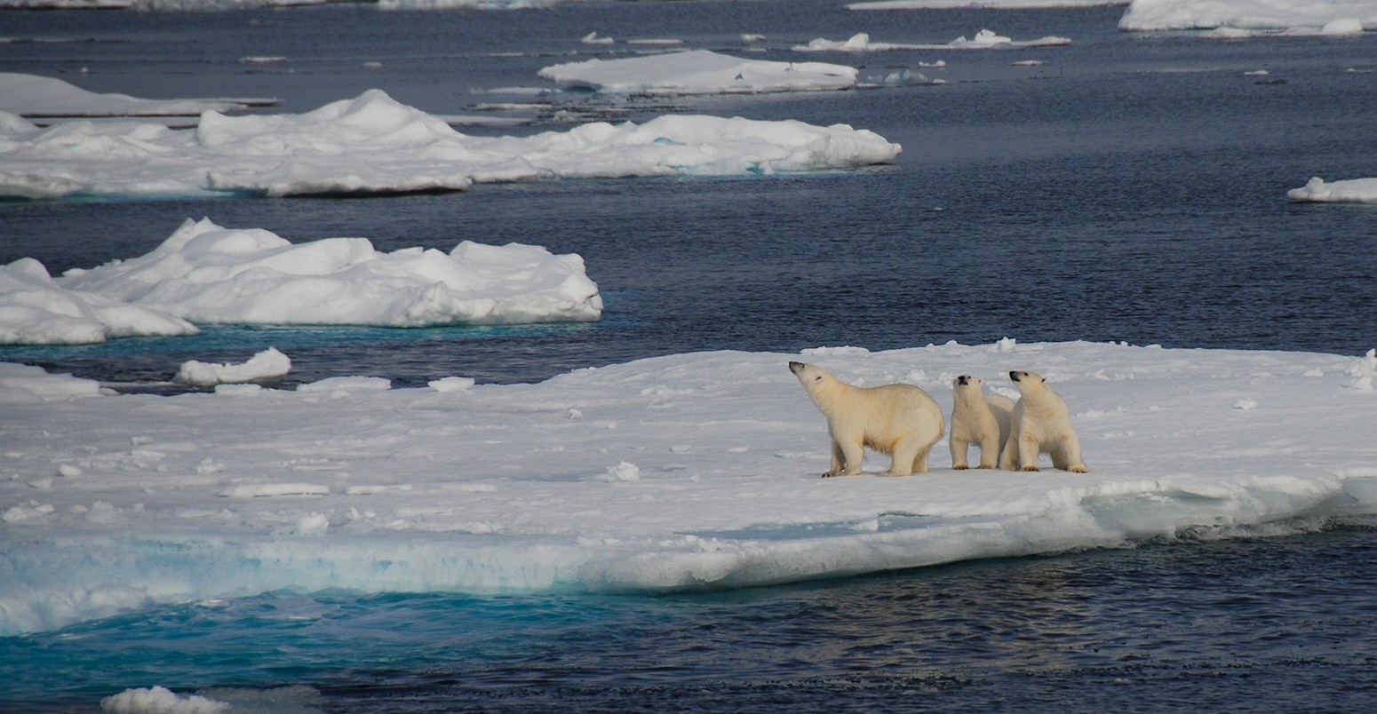 Family of polar bears on an ice, Greenland