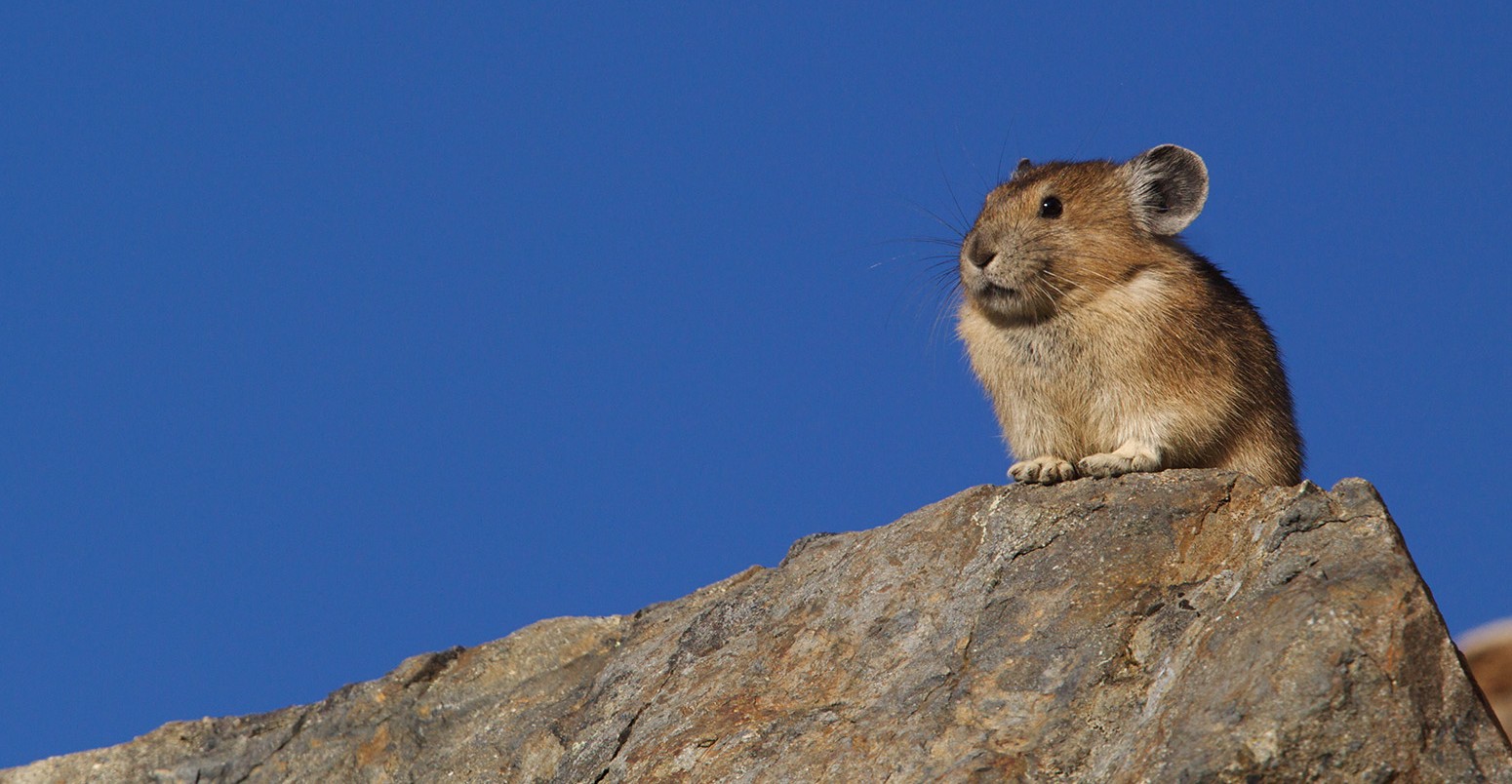 American Pika, ochotona princeps, on a rocky mountain top with a clear blue sky background