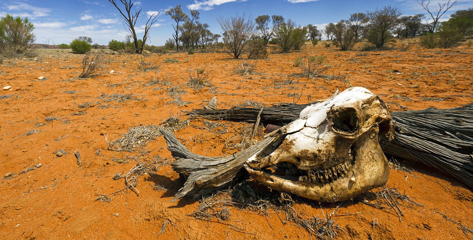 Skull in the desert