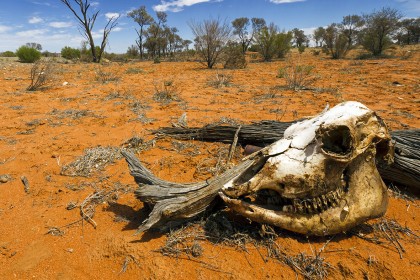 Skull in the desert